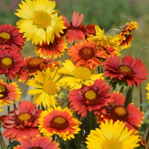 Fluturasi mix (1 g), seminte Gaillardia aristata, flori simple galbene, purpurii, bicolore, Kertimag