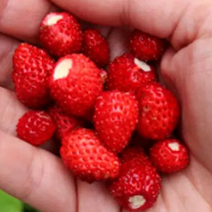 Fragute Rugen-Capsunele salbatice (0,2 g), seminte planta perena, fructe gustoase, foarte aromate, Kertimag - Img 2