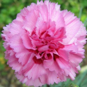 Garoafe Chabaud pink (0,1 g), seminte planta ornamentala Dianthus caryophyllus, flori mari, roz intens, Agrosem