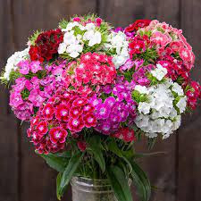 Garoafe Chinezesti amestec (0,5 g), seminte garofite chinezesti Dianthus chinensis, Kertimag