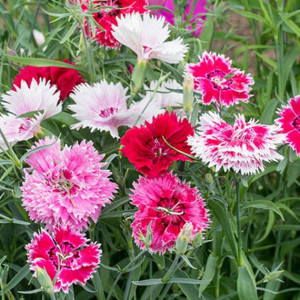 Garoafe Chinezesti duble amestec (0,3 g), seminte planta ornamentala garofite chinezesti Dianthus chinensis, flori foarte colorate, Nova Sem