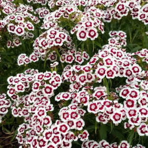 Garofite de Gradina Holborn (0,2 g), seminte planta ornamentala Dianthus barbatus, garofite turcesti flori cercuri bordo-alb, Agrosem - Img 2