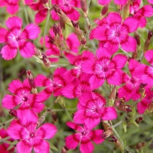 Garofite de Munte Maiden Pink - Gozdzik Kropkowany (0,3 g) seminte Dianthus deltoides cu flori mici roz intens, formeaza covoare dense de flori, Legutko - Img 3