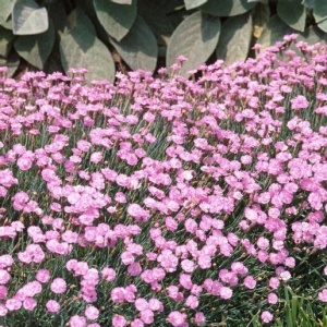 Garofite de Rusalii (0,25 g) seminte Dianthus gratianopolitanus, flori mici roz, cele mai parfumate garofite, Kertimag
