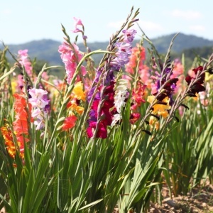 Gladiola mixed (7 bulbi) bulbi gladiole flori mari, amestec de culori, Agrosem - Img 3