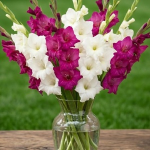 Gladiole Duo Purple & White (10 bulbi) gladiole flori mari, amestec de doua culori, violet-purpuriu si alb pur, Kertimag