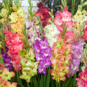 Gladiole Ruffled Mixed (7 bulbi), amestec bulbi gladiole flori mari, petale gofrate, mix de culori, Agrosem