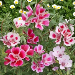 Godetia mix (0,5 g) seminte plante decorative Azalee Godetia amoena, flori spectaculoase, multicolore, Kertimag - Img 5