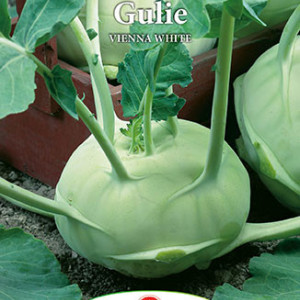 Gulie Vienna White (5 g), seminte soi gulii alb-verzui, miez alb, gust placut, Prima Sementi - Img 3
