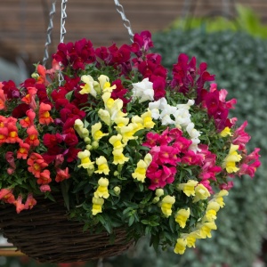Gura Leului cascada - curgatoare mix (0,02 g), seminte Antirrhinum majus pendula, planta decorativa perena, flori foarte colorate, inflorire abundenta, Opal - Img 3