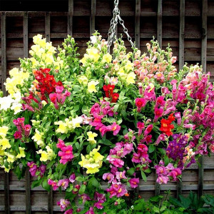 Gura Leului curgatoare F1 mix (15 seminte), seminte Antirrhinum majus pendula, planta decorativa perena, flori foarte colorate, inflorire abundenta, Agrosem - Img 2