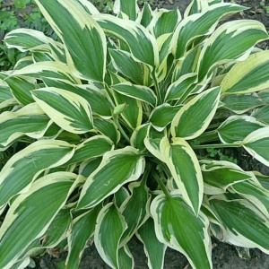 Hosta green & white (1 bulb) bulbi Hosta cu frunze bicolore verde cu alb, flori delicate, Agrosem