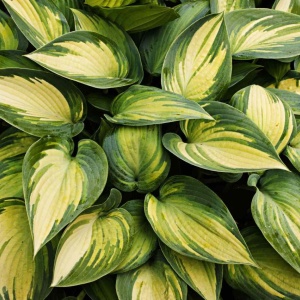 Hosta green & yellow (1 bulb) bulbi Hosta cu frunze bicolore verde cu galben, flori delicate, Agrosem - Img 2