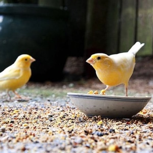 Hrana Canari (1 kg) amestec seminte hranitoare pentru canari, Kertimag - Img 2