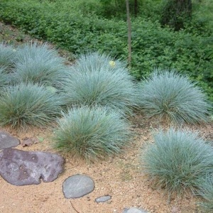 Iarba Albastra - Kostrzewa Sina (0,2 g) seminte Festuca glauca, iarba decorativa perena verde-albastruie, tufe compacte, Legutko - Img 5
