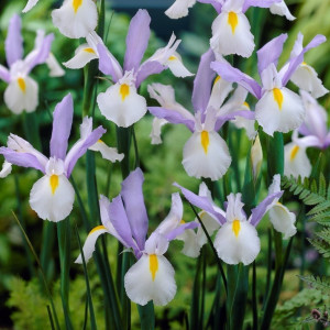 Iris Hollandica Carmen (10 bulbi), bulbi iris olandez, stanjenei flori mari, combinatie alb-mov, Agrosem - Img 3