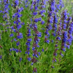 Isop (1 g) seminte planta aromatica medicinala perena Hyssopus officinalis, frunze aromate, Kertimag