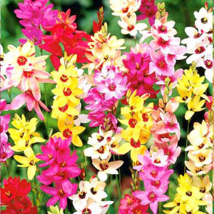 Ixia Mixed (10 bulbi), bulbi flori exotice, culori stralucitoare, Agrosem