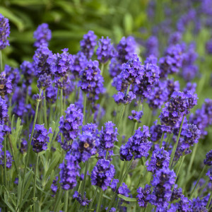Lavanda (0,1 g), seminte planta aromatica medicinala perena Lavandula officinalis, levantica parfumata, Nova Sem