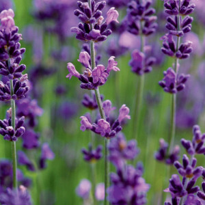 Levantica (0,5 g) seminte planta aromatica Lavandula officinalis, lavanda parfum intens, Opal - Img 2