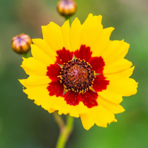 Lipscanoaie mix (0,3 g), seminte planta decorativa anuala Coreopsis tinctoria, flori uni sau bicolore, Agrosem - Img 3