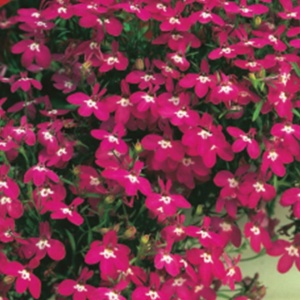 Lobelia rosu-carmin (0,1 g) seminte Lobelia erinus pitica flori magenta aprins, Legutko - Img 2