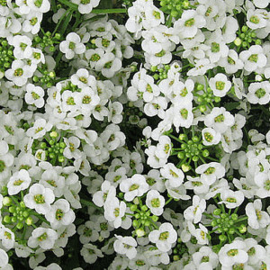 Lobularia alba (1 g), seminte plante ornamentale Lobularia maritima, Alyssum alb, Kertimag - Img 2