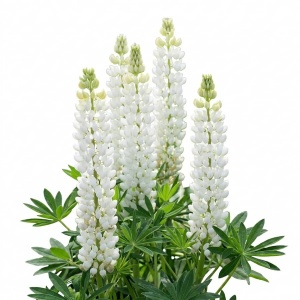 Lupin alb Noblemaiden - Lubin Trwaly (2 g) seminte Lupinus polyphyllus cu flori superbe inalte alb pur, Legutko