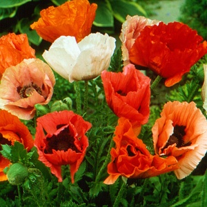 Mac Oriental mix - Mak Wschodni (0,5 g) seminte Papaver orientale, maci cu flori uriase, culori extrem de vibrante, Legutko - Img 3