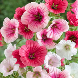 Malope mix (0,3 g), semințe plantă ornamentală anuală Malope trifida, nalbă decorativă flori pâlnie, colorate, Agrosem