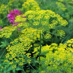 Marar Bouquet (5 g) seminte Anethum graveolens, marar timpuriu, soi ideal pentru frunze si flori, extrem de aromat, Legutko