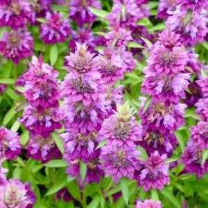Menta decorativa Monarda (0,1 g) seminte Monarda citriodora, planta decorativa si aromatica, flori violet, aroma de lamaie, Legutko - Img 2