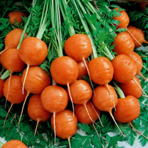 Morcovi Mercado de Paris (2 g), seminte soi extratimpuriu, radacini rotunde, fragede, dulci, Agrosem