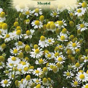 Musetel (0,3 g), seminte planta aromatica si medicinala anuala Matricaria chamomilla, flori deosebit de parfumate, Agrosem - Img 2
