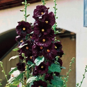 Nalba Neagra - Malwa Czarna (0,5 g) seminte Alcea rosea nigra, flori spectaculoase, mari, rosu inchis-negru, Legutko - Img 4