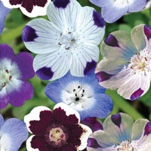 Nemophila (1 g) seminte amestec Nemophilla cu flori in nuante de albastru, mov si alb, Opal