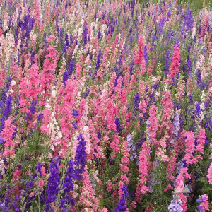 Nemtisori anuali (0,5 g), seminte Delphinium ajacis cu flori mari, impresionante, Kertimag - Img 2