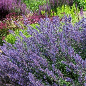 Nepeta (0,25 g) seminte planta medicinala aromatica perena Nepeta cataria - Catusnica, melifera, repelent pentru insecte, Kertimag - Img 3