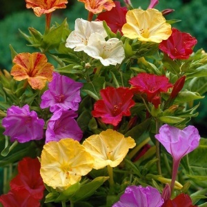 Noptite amestec (3 g) seminte Mirabilis jalapa, Barba Imparatului, flori trompeta, parfumate, colorate, Kertimag - Img 4