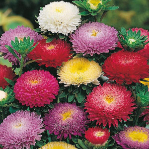 Ochiul Boului Amerikanische Busch mix (1 g), seminte Callistephus Chinensis, flori mari, Kertimag - Img 1