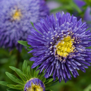 Ochiul Boului Princess mov (0,4 g), seminte Aster, planta decorativa anuala Callistephus chinensis, flori extrem de atractive, Agrosem
