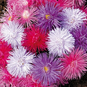 Ochiul Boului Teisa Stars mix - Aster Karlowy (0,5 g) seminte Callistephus chinensis pitic, petale fine stelate, Legutko - Img 3