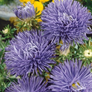 Ochiul Boului Unicum albastru (1 g) seminte Aster Callistephus chinensis cu flori mari, petale ascutite, Kertimag - Img 3