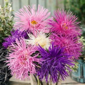 Ochiul Boului Unicum mix (1 g) seminte Aster Callistephus chinensis cu flori mari, petale ascutite, Kertimag - Img 3