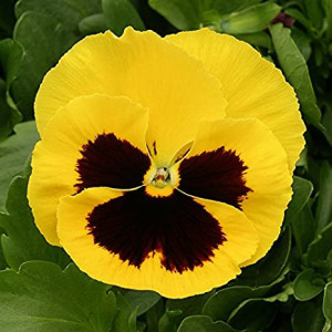 Panselute galbene (0,1 g), seminte pansele Viola witrockiana, flori colorate galben intens, Agrosem