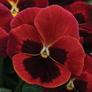 Panselute rosii cu centrul negru (0,25 g) seminte pansele Viola tricolor, flori mari rosii-caramizii, Kertimag