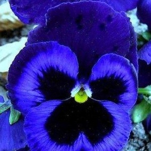 Panselute Swiss Giants Ullswater (0,25 g) seminte pansele Viola witrockiana, flori foarte mari albastru cu negru, Kertimag
