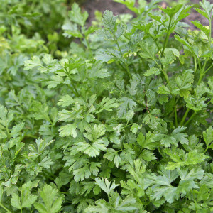 Patrunjel frunza neteda Gigante d'Italia (50 g), seminte planta aromatica Petroselinum crispum, frunze foarte mari, Patru Agro - Img 2