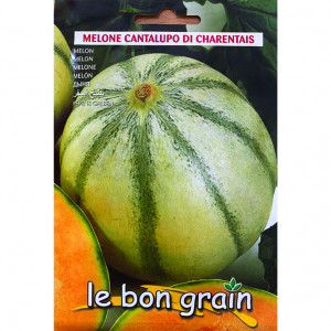 Pepene galben Cantalupo di Charentais (4 g), seminte soi timpuriu, miez portocaliu, zemos, Raci Sementi - Img 2