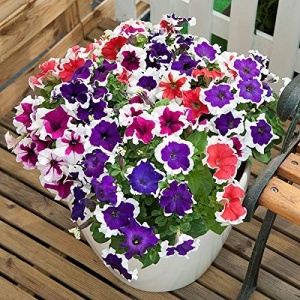 Petunie cascada mix (0,2 g) seminte Petunia hybrida, petale colorate cu margini albe, Opal - Img 2